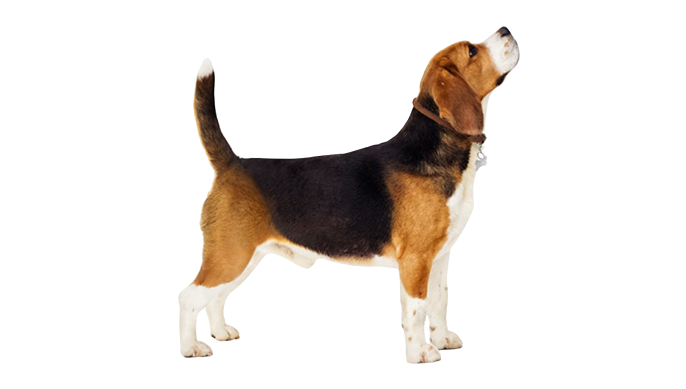 beagle