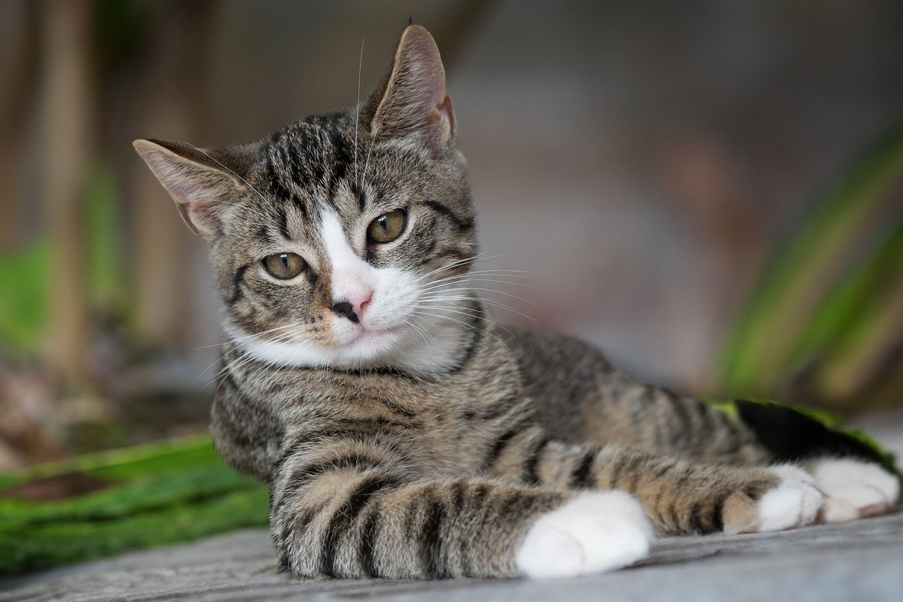 pregnant cat - welcoming kittens