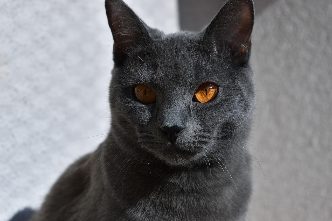 chartreux