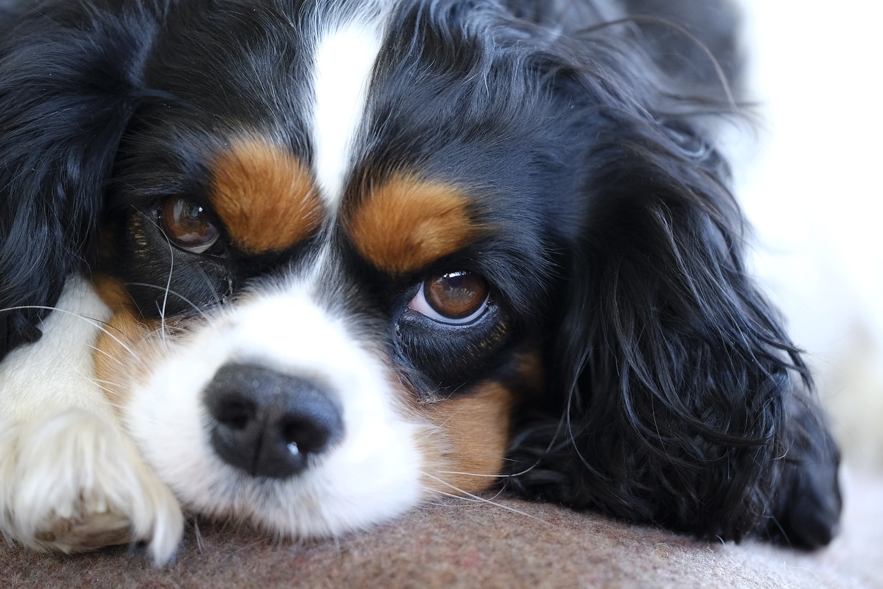 cocker spaniel