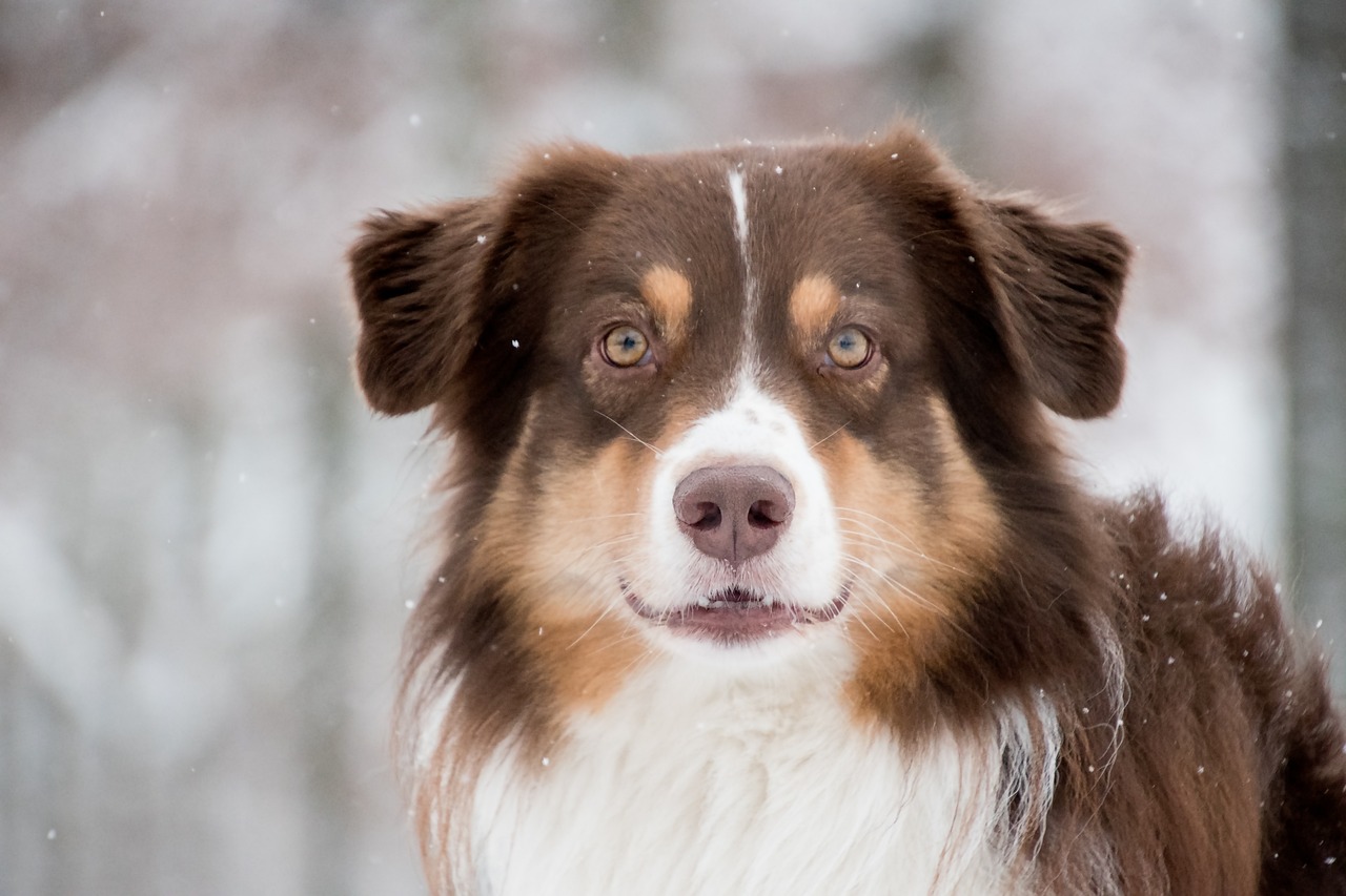 australian shepherd