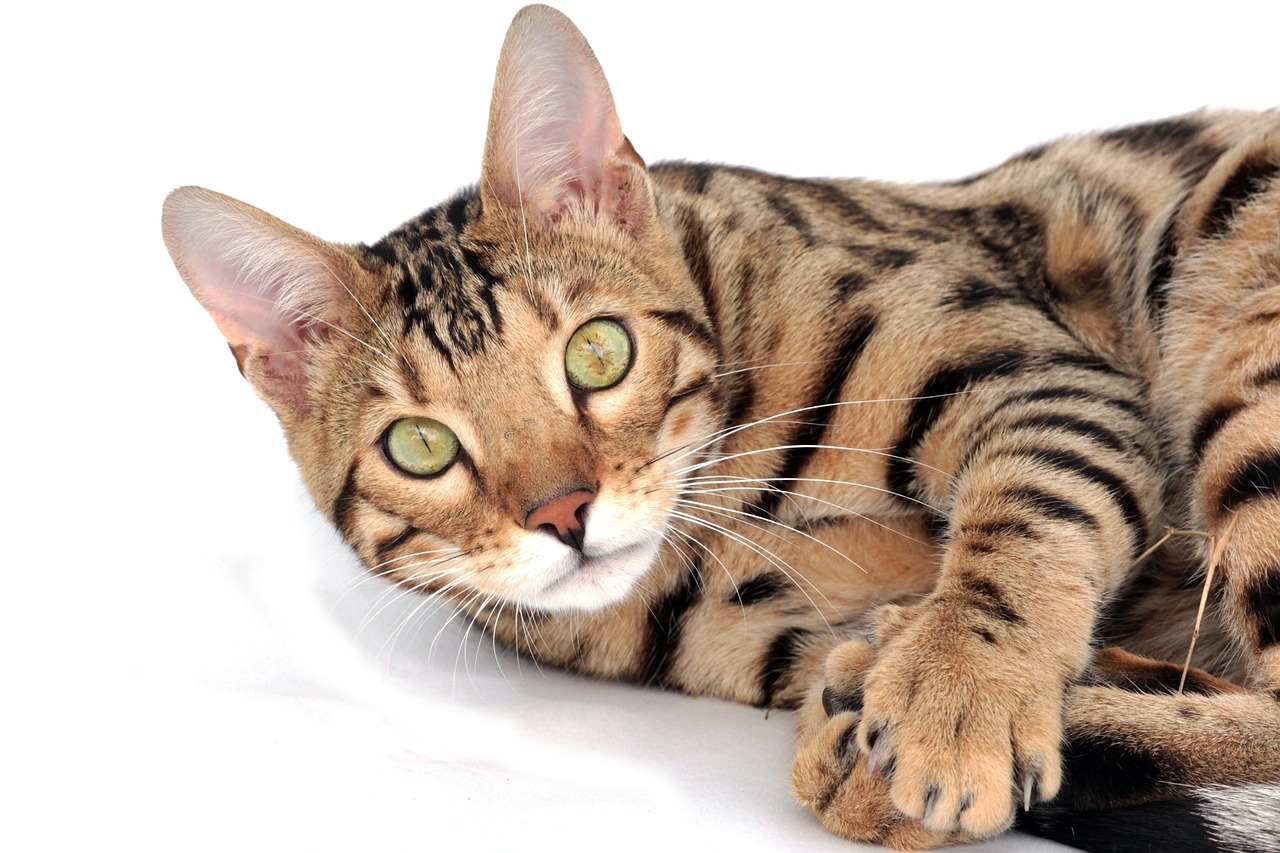 Bengal cat