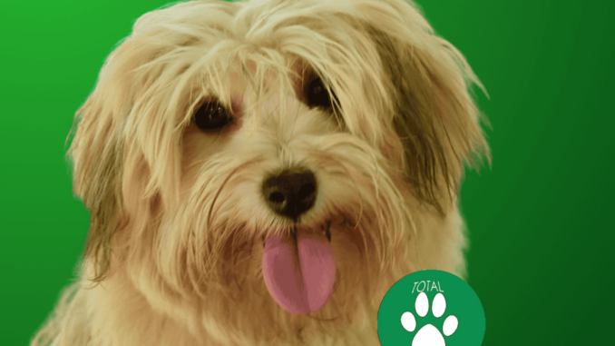 havanese