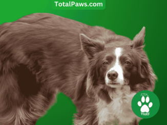 smartest dog breeds: border collie