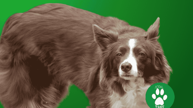 smartest dog breeds: border collie