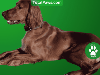 irish setter