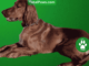 irish setter