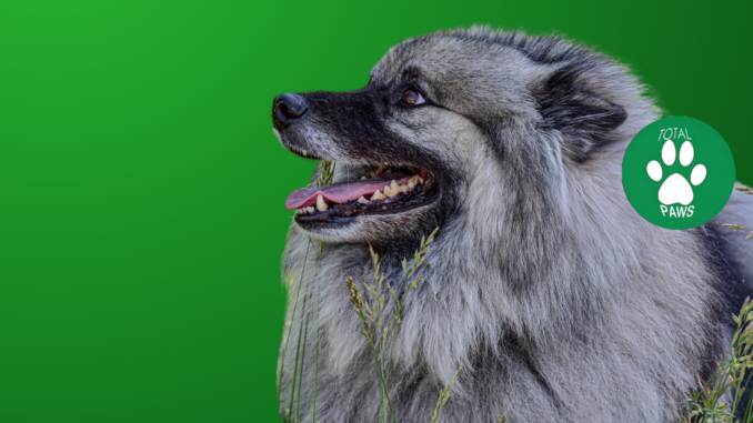 keeshond