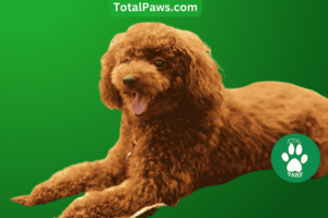 hypoallergenic dogs - poodle