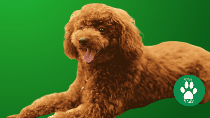 hypoallergenic dogs - poodle