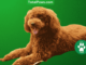 hypoallergenic dogs - poodle