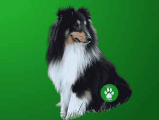 old english sheepdog