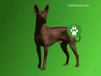 Xoloitzcuintli