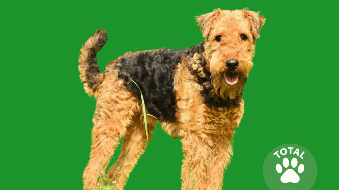 Airedale Terrier airedale terrier