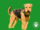 airedale terrier