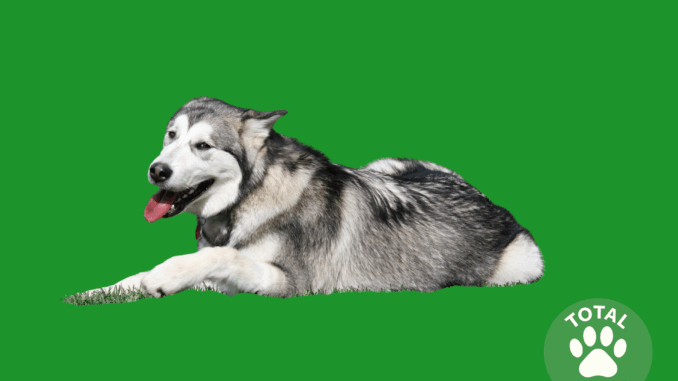 Alaskan Malamute Alaskan Malamute
