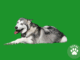 Alaskan Malamute