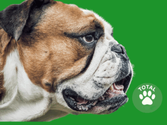 American Bulldog