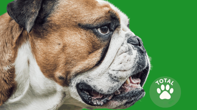 American Bulldog American Bulldog
