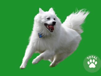 American Eskimo Dog