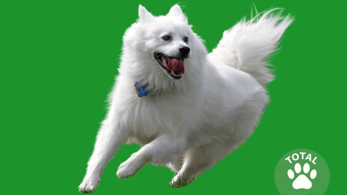 American Eskimo Dog
