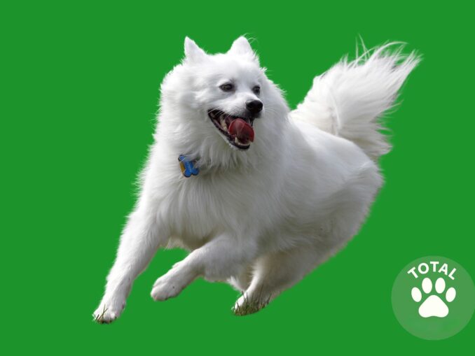 American Eskimo Dog