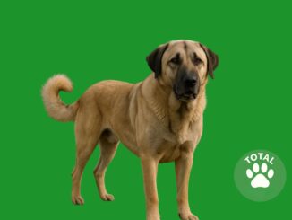 anatolian shepherd dog
