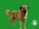 anatolian shepherd dog