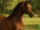 arabian horse