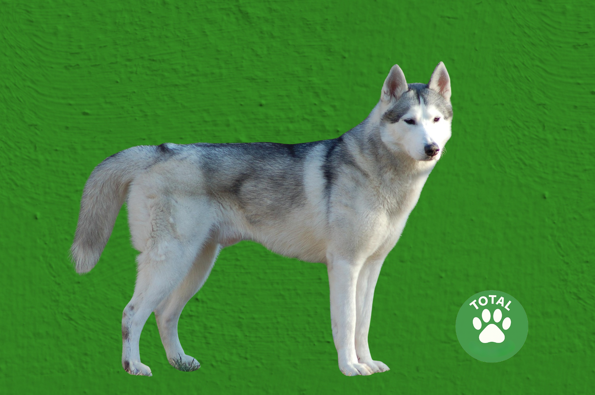 the husky or Siberian husky