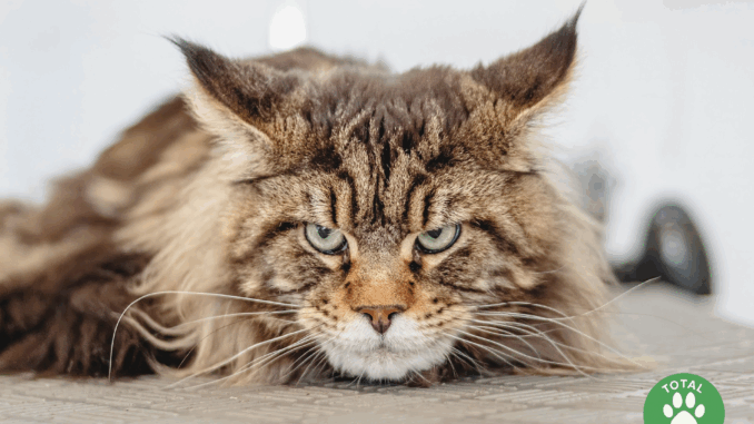 maine coon