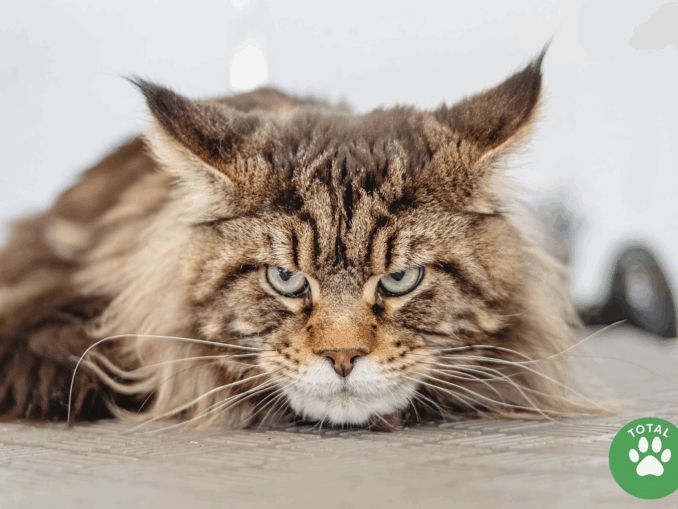 maine coon